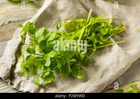 Materie organiche verde erba Dropwort pronto a mangiare Foto Stock