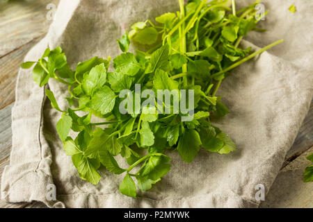 Materie organiche verde erba Dropwort pronto a mangiare Foto Stock