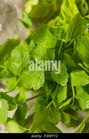 Materie organiche verde erba Dropwort pronto a mangiare Foto Stock