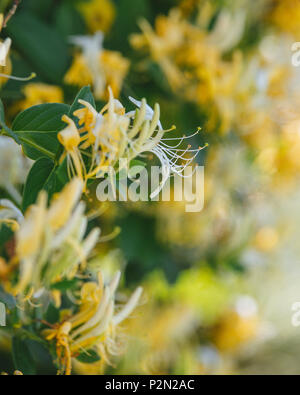 Lonicera japonica Thunb o Caprifoglio giapponese giallo e bianco fiore in giardino Foto Stock