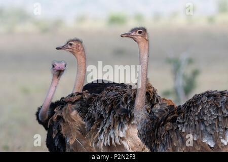Kenya, parco nazionale orientale di Tsavo, due femmina struzzi (Struthio camelus), e un maschio Foto Stock