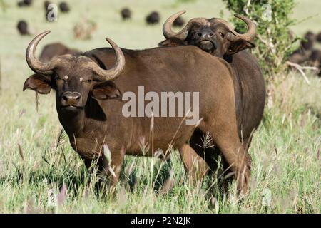 Kenya, parco nazionale orientale di Tsavo, bufali africani (Syncerus caffer) guardando la telecamera Foto Stock