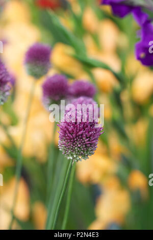 Allium sphaerocephalon fiori. Foto Stock