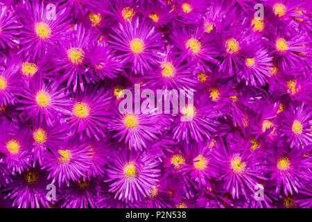 Marguerite daisy, Argyranthemum frutescens Foto Stock