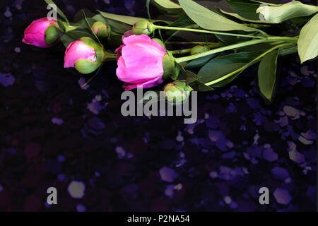 Bellissimi fiori rosa e boccioli di peonie circondato da foglie verdi su sfondo nero. Foto Stock