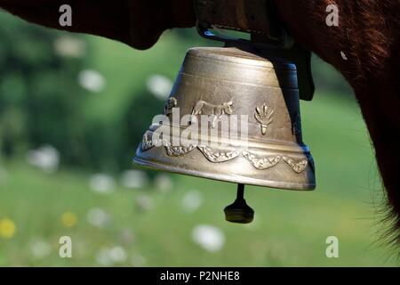 Francia, Cantal, campana appesa al collo di una mucca Foto Stock