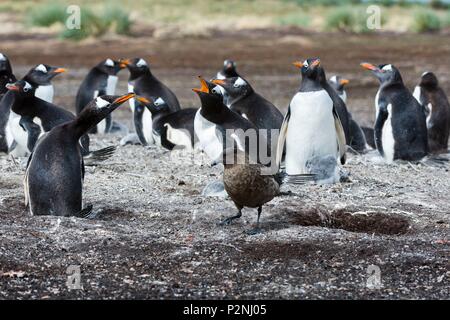 Isole Falkland, Sea Lion Island, Pygoscelis papua, attaccando una Gentoo colonia di pinguini, Catharacta antartica, un southern skua Foto Stock