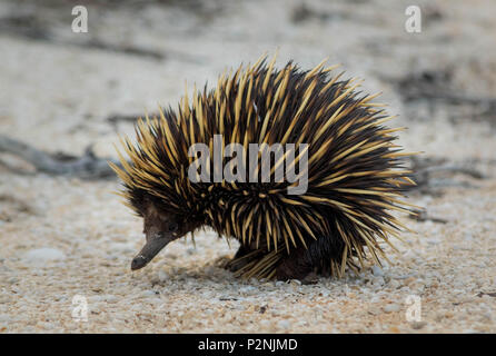 Echidna in posizione di sicurezza in spiaggia in Western Australia, 2018 Foto Stock