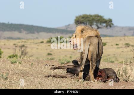 Kenya, Masai-Mara Game Reserve, Lion (Panthera leo), maschio che porta un GNU Foto Stock
