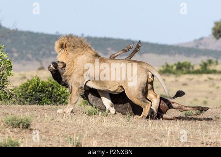 Kenya, Masai-Mara Game Reserve, Lion (Panthera leo), maschio che porta un GNU Foto Stock