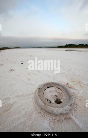 Francia, Aude, peyriac de mer, stagni di San Paolo tra Payriac de mer e Bages, sale Foto Stock