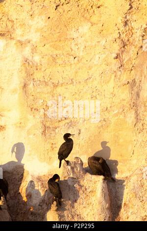 Sud Africa, Western Cape, Cape cormorano (Phalacrocorax capensis), specie endemiche, sulle rocce del De Mond Riserva Naturale Foto Stock