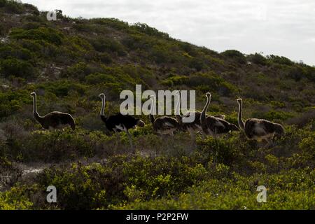 Sud Africa, Western Cape, struzzo gruppo (Struthio camelus) nella West Coast NP Foto Stock