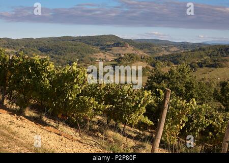 Francia, Ariège, Vira, terreno terrazzato del vigneto Coteaux d'Engravies Foto Stock