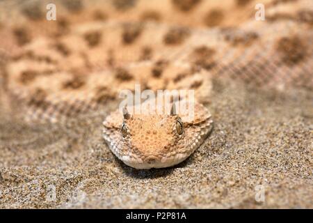 Francia, Ariège, La Bastide de Serou, rettili farm, dai Viperidi, Close up sahariana vipera cornuta (Cerastes cerastes) Foto Stock