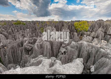 Madagascar, regione nord occidentale, Tsingy de Bemaraha Strict Riserva Naturale park, classificato come patrimonio mondiale dall' UNESCO Foto Stock