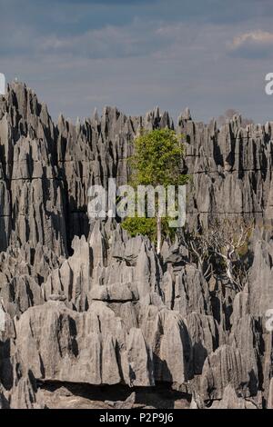 Madagascar, regione nord occidentale, Tsingy de Bemaraha Strict Riserva Naturale park, classificato come patrimonio mondiale dall' UNESCO Foto Stock