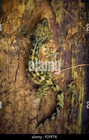 Francia, Guiana francese, Kourou, Camp Canopee, Hemidactyle commun (Hemidactylus mabouia) su un trunk Foto Stock