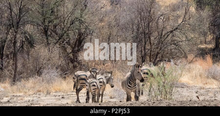 Zebre in l'Okonjima Riserva Naturale, Regione di Otjozondjupa, Namibia Foto Stock
