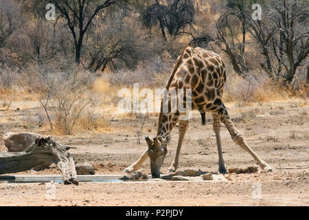 Giraffe a l'Okonjima Riserva Naturale, Regione di Otjozondjupa, Namibia Foto Stock