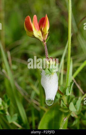 Cockoo sputare su Birdsfoot Trefoil - Lotus corniculatus Foto Stock