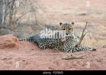 Cheetah in l'Okonjima Riserva Naturale, Regione di Otjozondjupa, Namibia Foto Stock