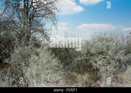 Alberi avvolti in polvere bianca, il Parco Nazionale di Etosha, Regione di Oshikoto, Namibia Foto Stock