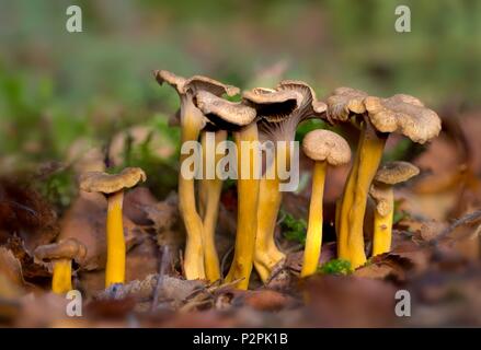 Francia, Normandia, Yellowfoot, inverno fungo od imbuto Chanterelle (Craterellus tubaeformis) Foto Stock