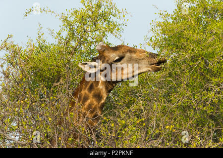 La giraffa, il Parco Nazionale di Etosha, Regione di Oshikoto, Namibia Foto Stock
