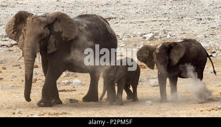 Una mandria di elefanti nel Parco Nazionale Etosha, Regione di Oshikoto, Namibia Foto Stock