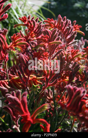 Canguro rosso Paw fiori, Australia occidentale Foto Stock