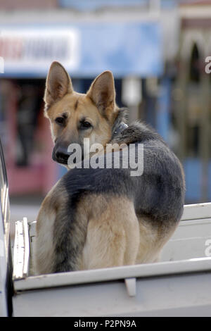 Giovane pastore tedesco cucciolo nella parte posteriore di un veicolo utilitario, rurale Tasmania, Australia. Foto Stock