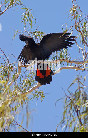 Il red-tailed black cockatoo (Calyptorhynchus banksii) noto anche come Banksian- o banche" nero cacatua, un grande nero cockatoo nativa per l'Australia Foto Stock