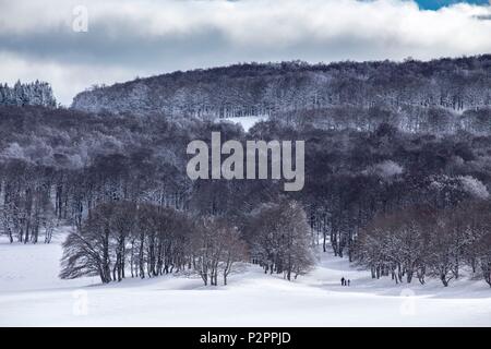 Francia, Aveyron, Monts d'Aubrac, escursioni con le racchette da neve trekking nella foresta di faggio del Laguiole ski resort Foto Stock