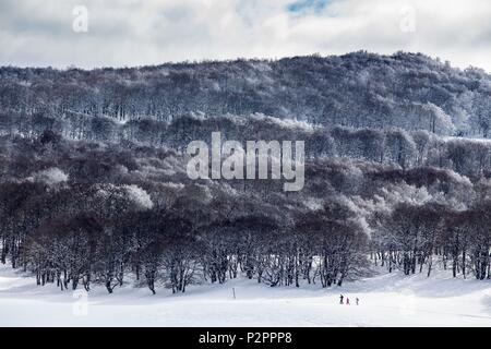 Francia, Aveyron, Monts d'Aubrac, escursioni con le racchette da neve trekking nella foresta di faggio del Laguiole ski resort Foto Stock