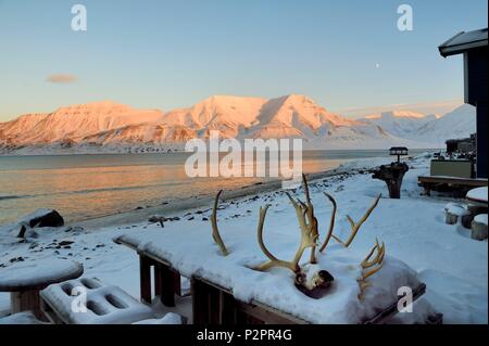 Norvegia Isole Svalbard, Spitzbergen, Longyearbyen, case di legno sul bordo del Adventfjorden, renne cranio Foto Stock