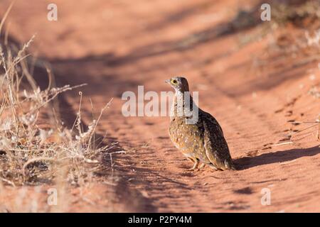 Sud Africa, Deserto Kalahari, la Burchell sandgrouse (Pterocles burchelli), maschio adulto Foto Stock