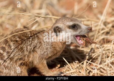 Sud Africa, Deserto Kalahari, Meerkat o suricate (Suricata suricatta), Adulto mangiare uno scorpione Foto Stock