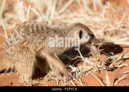 Sud Africa, Deserto Kalahari, Meerkat o suricate (Suricata suricatta), Adulto mangiare uno scorpione Foto Stock