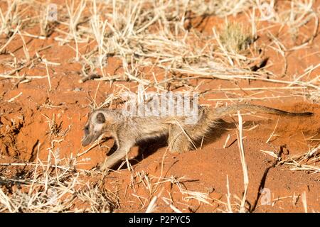 Sud Africa, Deserto Kalahari, Meerkat o suricate (Suricata suricatta), Adulto scava la preda ha sentito Foto Stock