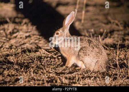 Africa, Repubblica Sudafricana, Mala Mala Game Reserve, Scrub lepre (Lepus saxatilis) Foto Stock