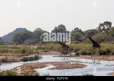 Sud Africa, Mala Mala game reserve settentrionale (giraffa camelopardalis giraffa), adulti andando a bere nel fiume Foto Stock