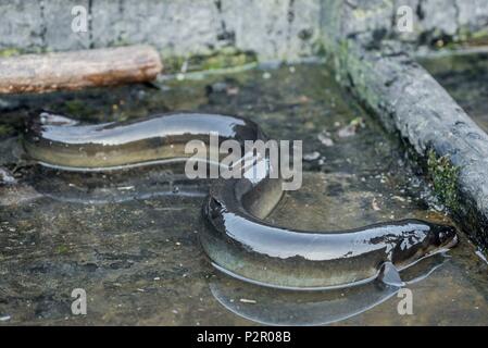 Francia, Morbihan, La Gacilly, Glcnac marsh, anguilla Foto Stock