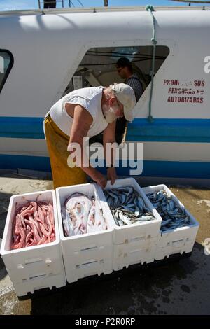 Francia, Herault, Grau d Agde, porto di pescatori, lo scarico del pesce al dock Foto Stock