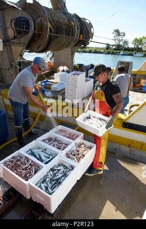 Francia, Herault, Grau d Agde, porto di pescatori, lo scarico del pesce al dock Foto Stock