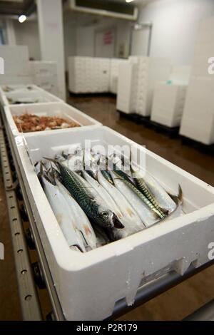 Francia, Herault, Grau d Agde, porto di pescatori, la vendita del pesce all'asta di Agde Foto Stock