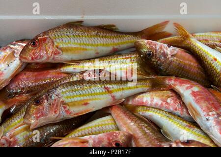 Francia, Herault, Grau d Agde, porto di pescatori, la vendita del pesce all'asta di Agde, triglia di scoglio Foto Stock