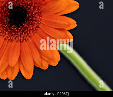 In prossimità di una orange gerbera fiore fotografati contro uno sfondo nero Foto Stock