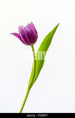 Close up di un viola Tulip flower fotografati contro uno sfondo bianco Foto Stock