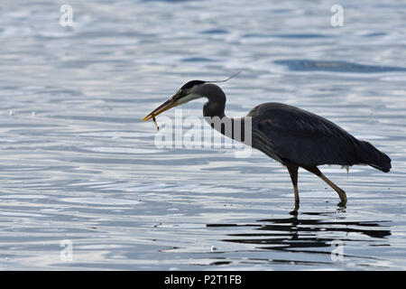 I grandi aironi blu alimentazione a Esquimalt Laguna, Royal strade, British Columbia, Canada Foto Stock